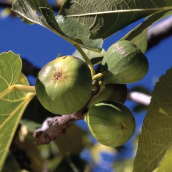 White Kadota Fig C&J Gardening Center