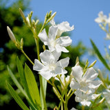 White Oleander - C&J Gardening Center