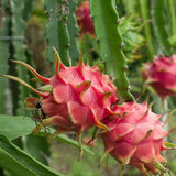 White Dragon Fruit - C&J Gardening Center