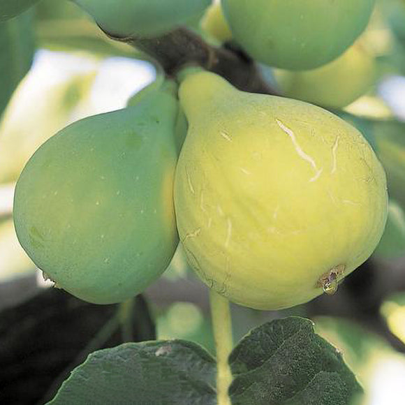 White Genoa Fig