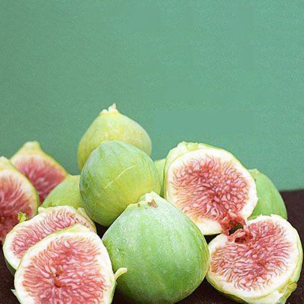 White Genoa Fig | C&J Gardening Center