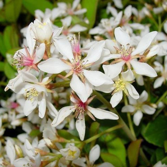 indian hawthorn plant fertilizer Indian Hawthorn Flower Shrub