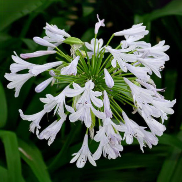 at the white lily White Lily of the Nile