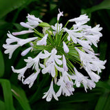 White Lily of the Nile - C&J Gardening Center