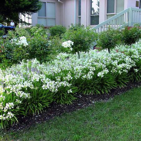 white lily house White Lily of the Nile