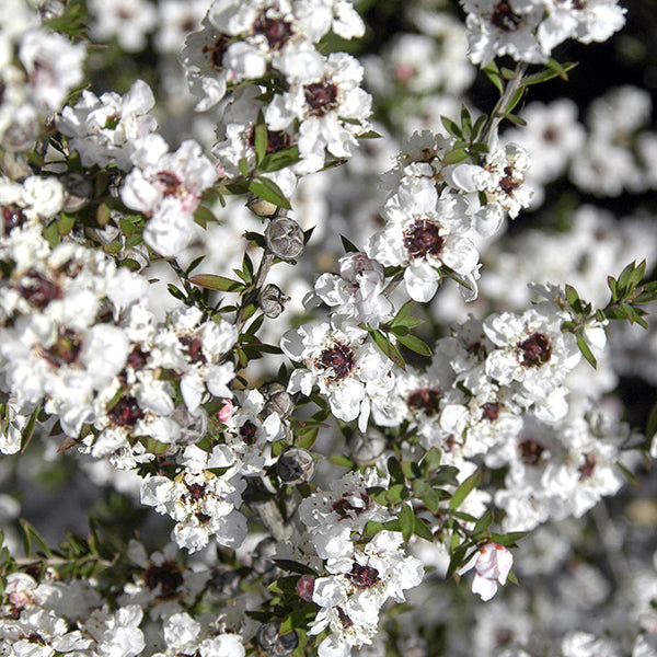 Tea Tree Flowee Tea Tree Flower