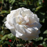 White Rose - C&J Gardening Center