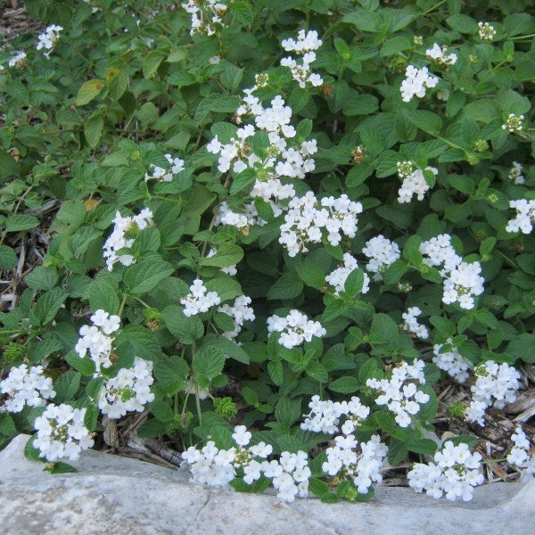 White Trailing Lantana