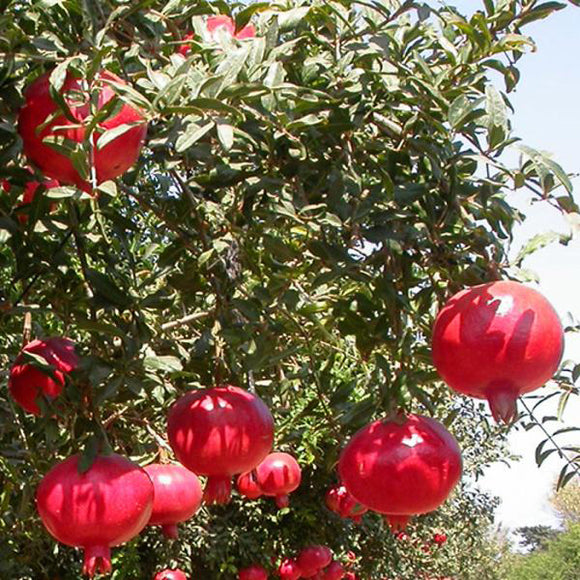 Wonderful Pomegranate - C&J Gardening Center