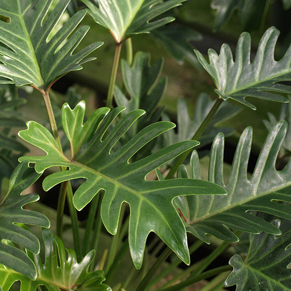 Xanadu Cut-Leaf Philodendron