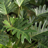 Xanadu Cut-Leaf Philodendron - C&J Gardening Center