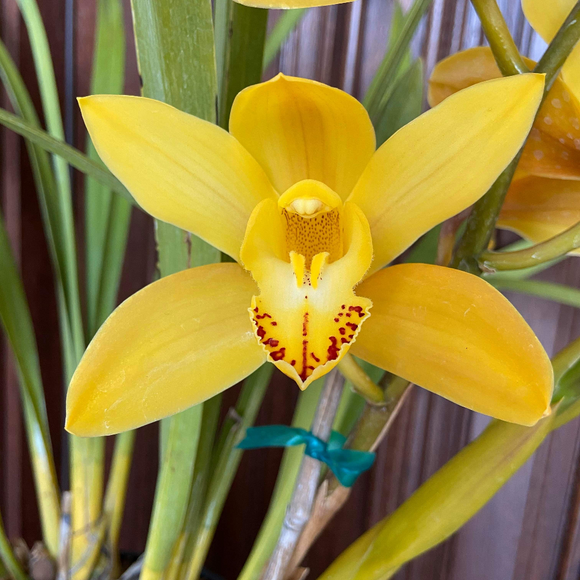 Yellow Boat Orchid - C&J Gardening Center