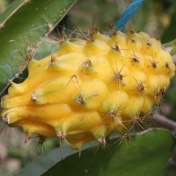 Gold Dragon Fruit