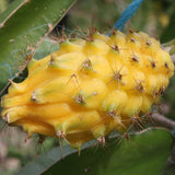 Golden Dragon Fruit