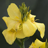 Yellow Canna