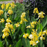 Yellow Canna