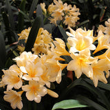 Yellow Kaffir Lily - C&J Gardening Center