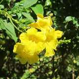 Yellow Trumpet Vine - C&J Gardening Center