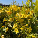 Yellow Trumpet Vine - C&J Gardening Center