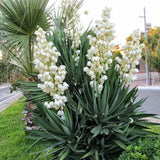 Mound Lily Yucca - C&J Gardening Center