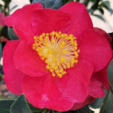 Yuletide Camellia