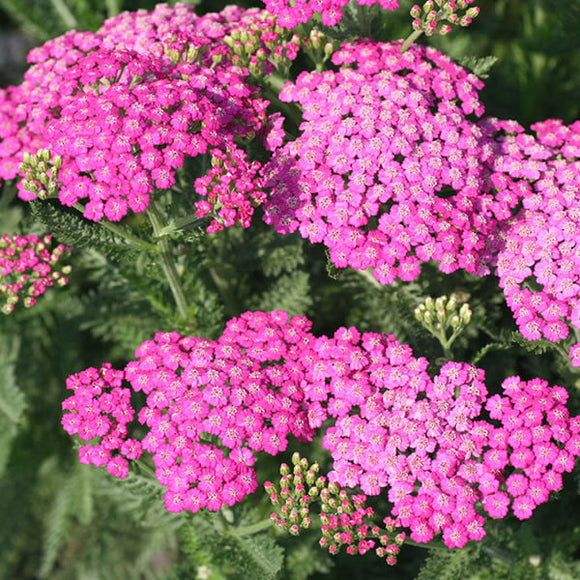 Pink Yarrow 400 Seeds Long Lasting Clusters of Small Pink/Purple Flowers :  : Everything Else