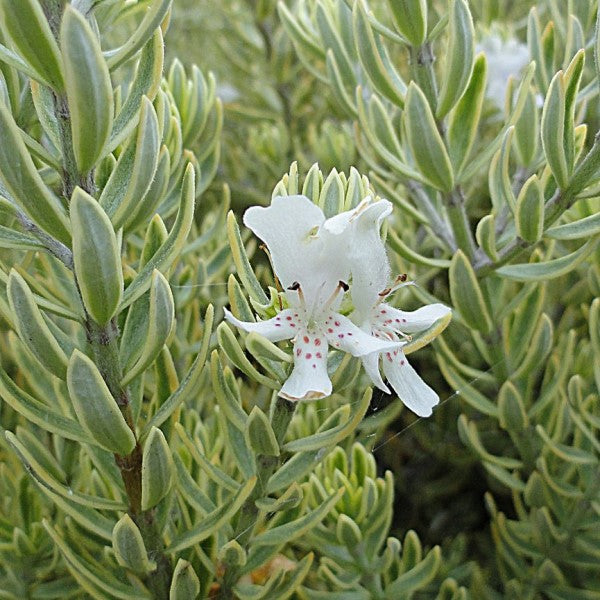 Variegated Australian Rosemary | C&J Gardening Center