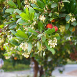 Marina Strawberry Tree - Multi Trunk - C&J Gardening Center