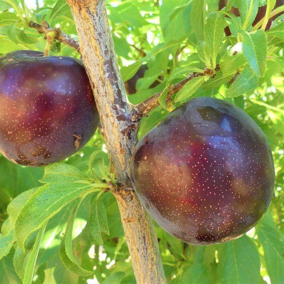 Burgundy Japanese Plum, Prunus salicina 'Burgundy' Plum, Monrovia