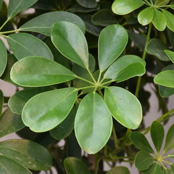 octopus plant schefflera arboricola Dwarf Umbrella Tree Flower Shrub