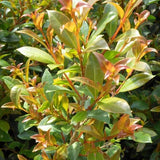 Eugenia myrtifolia