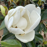 Little Gem Southern Magnolia - C&J Gardening Center