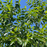 Li Jujube - C&J Gardening Center