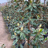 Little Gem Southern Magnolia - C&J Gardening Center