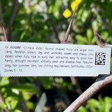 Li Jujube - C&J Gardening Center