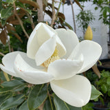 Little Gem Southern Magnolia - C&J Gardening Center