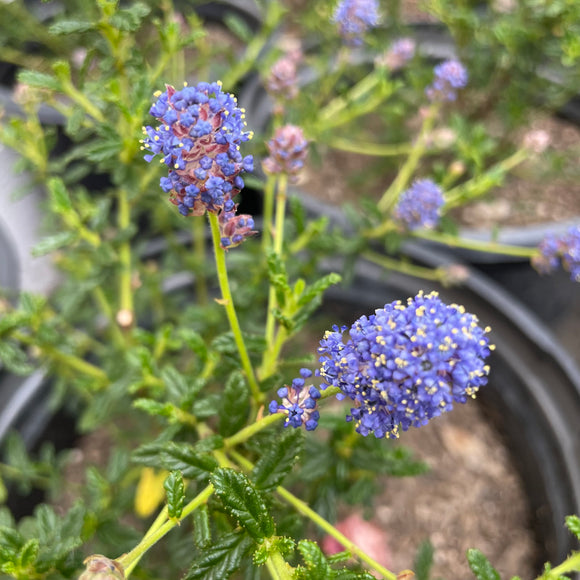 California Lilac - Concha