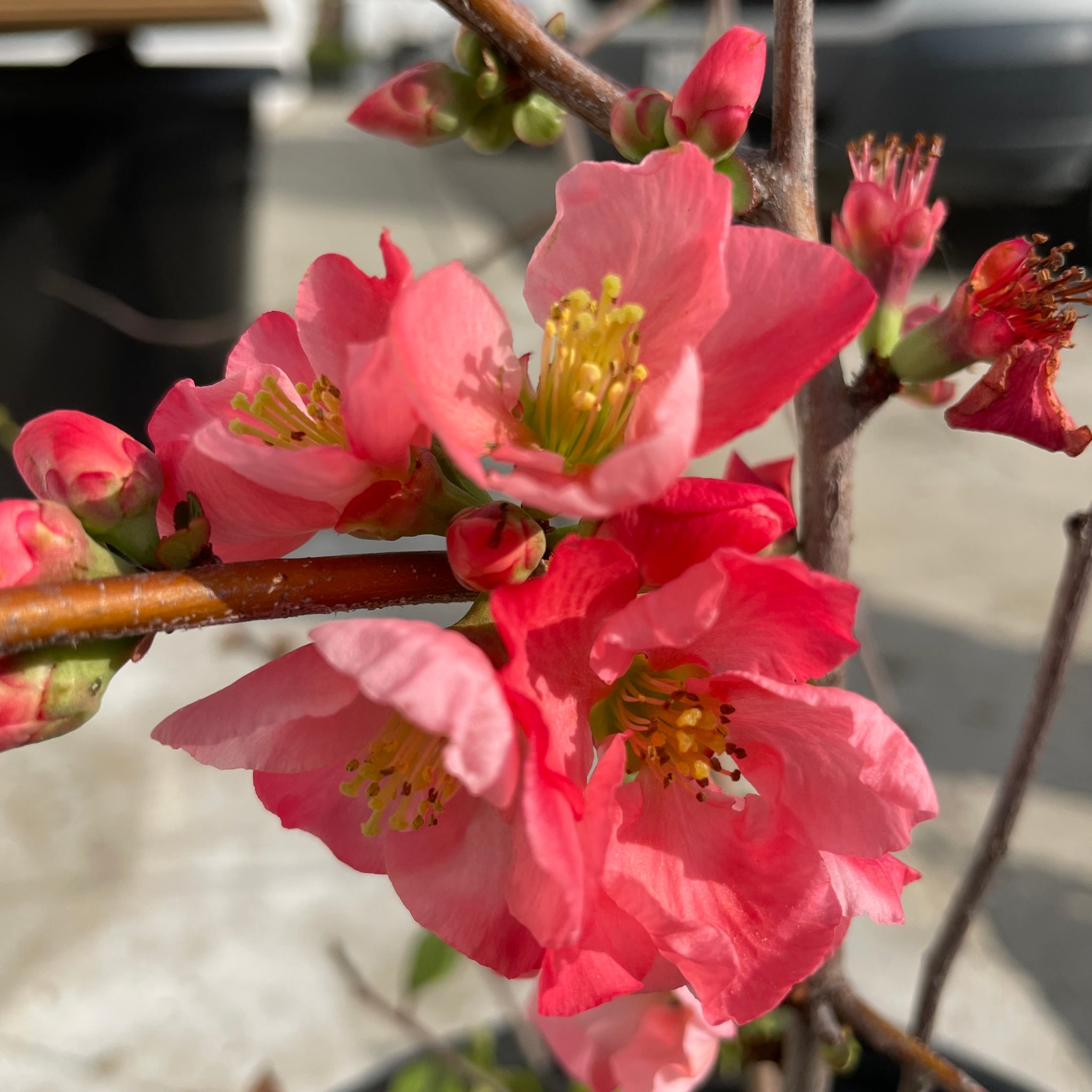 Pink Flowering Quince | C&J Gardening Center