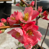 Pink Flowering Quince - C&J Gardening Center