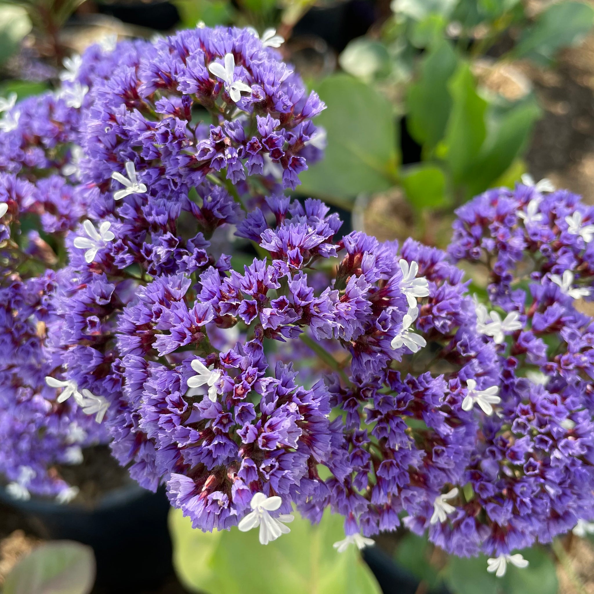 Sea Lavender | C&J Gardening Center