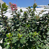 Pink Escallonia - C&J Gardening Center