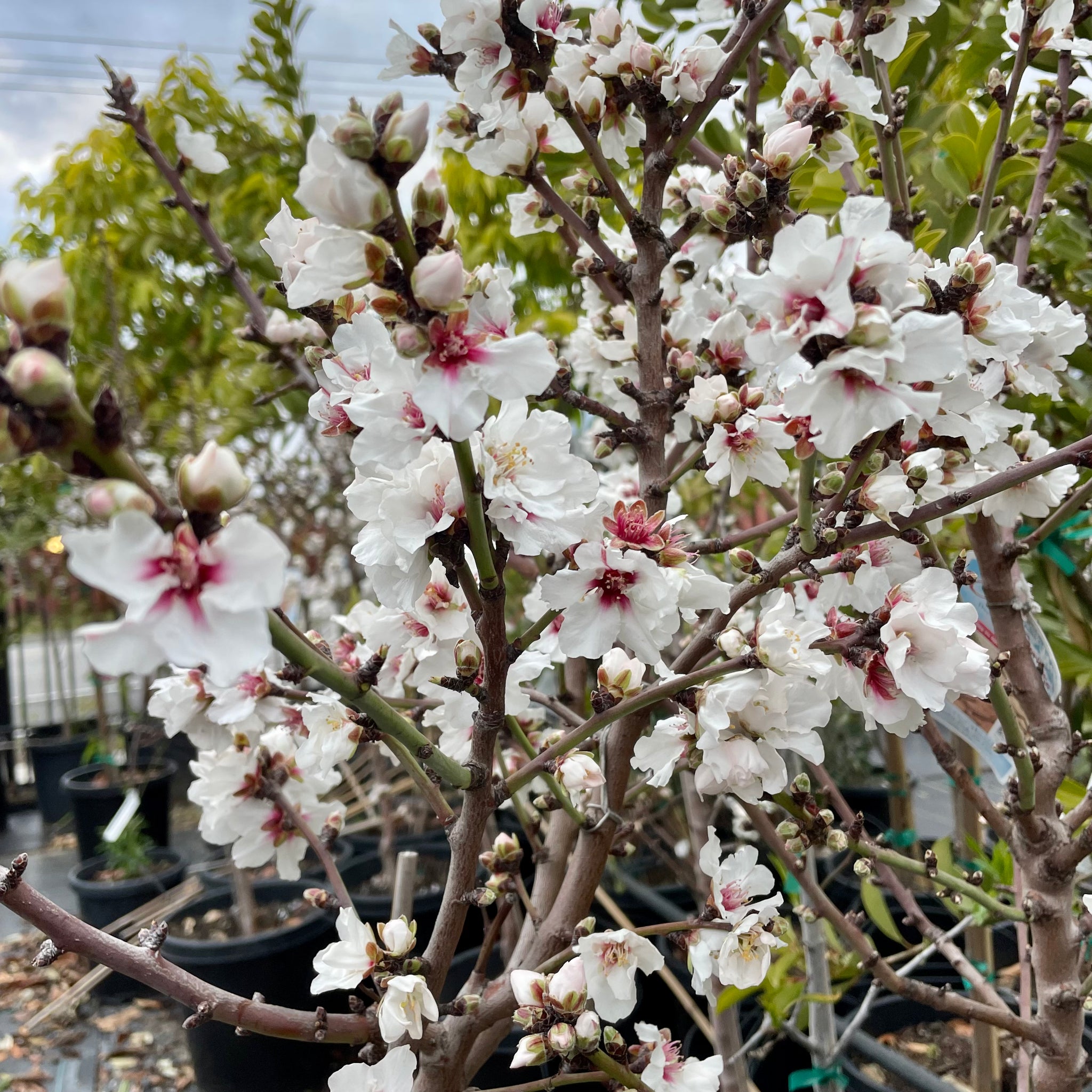 All-In-One Almond Tree | C&J Gardening Center