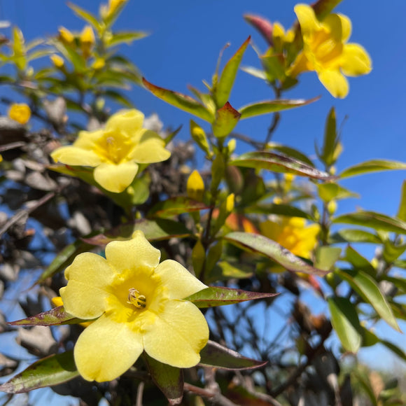 Carolina Jessamine