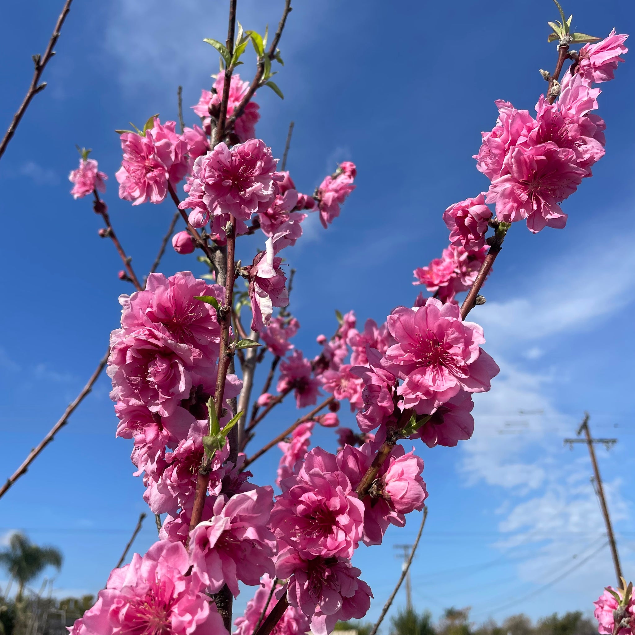 image.title Early Pink Flowering Peach: A Springtime Delight