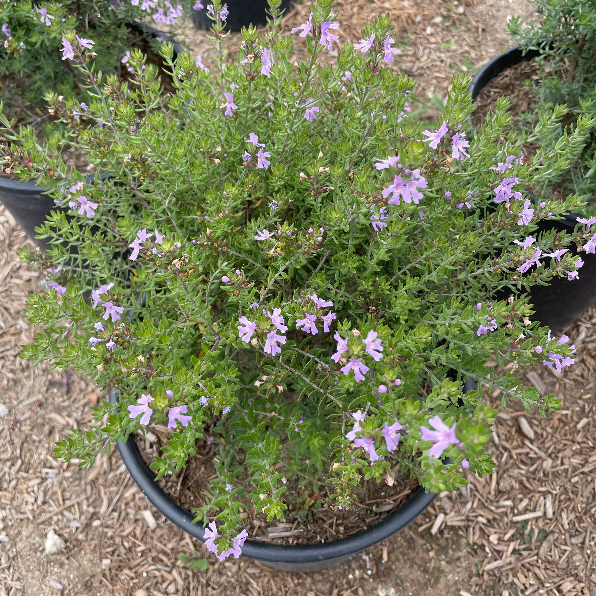 Blue Gem Coast Rosemary Flower Shrub - 5 Gallon at C&J Gardening Center