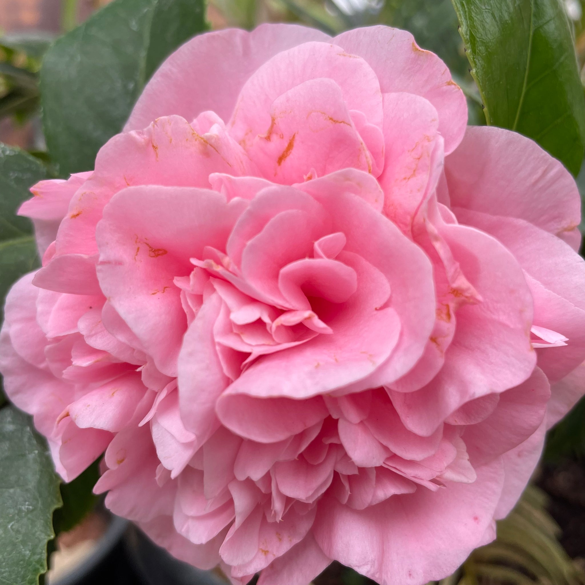 Pink Debutante Camellia | C&J Gardening Center