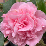 Pink Shade Debutant Camellia - C&J Gardening Center