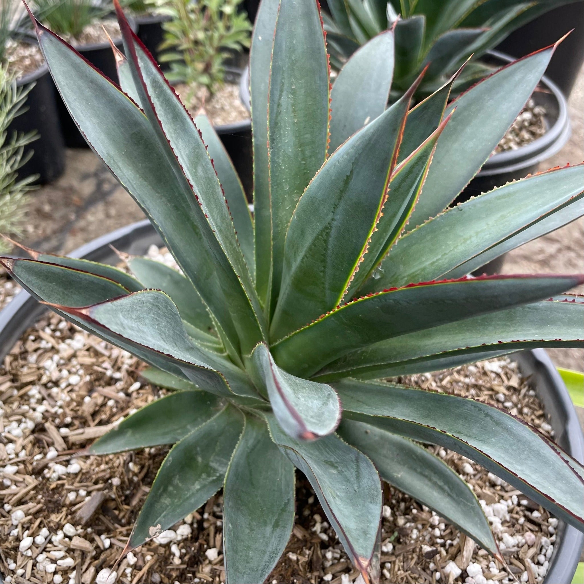 agave blue glow Blue Glow Agave Desert