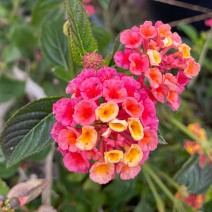 lantana plant fertilizer Confetti Lantana Flower Shrub