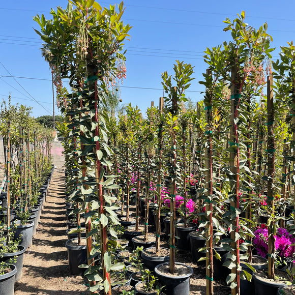 Marina Strawberry Tree